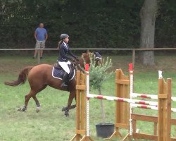 Springpferd Watussi 51 (Hannoveraner, 2001, von Wolkentanz I)