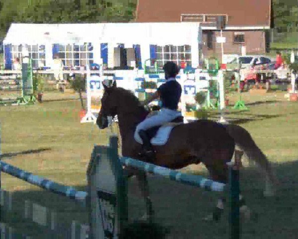 jumper Conquistador 26 (Oldenburg, 2003, from Cordalme Z) jumper Conquistador 26 (Oldenburg, 2003, from Cordalme Z)