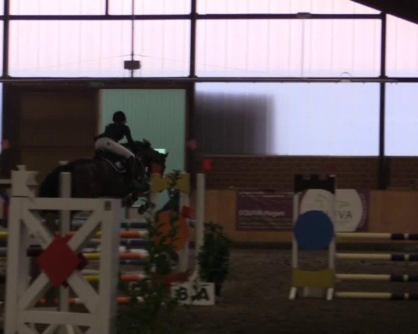 jumper Cristobal 17 (Holsteiner, 2005, from Cristo)