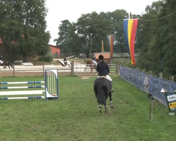 Springpferd Evienne 6 (Hannoveraner, 2004, von Escudo I)