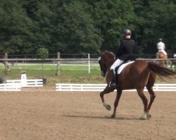 dressage horse Leviano 5 (Hanoverian, 2003, from Lauries Crusador xx)