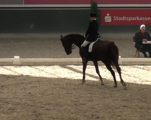 dressage horse Dom Perignon 38 (Oldenburg, 2004, from Dormello)