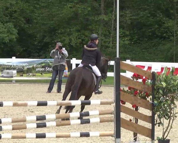 Springpferd Nova-Luna vom Hofgut Beutig (Sachse, 2002, von Nocturno)
