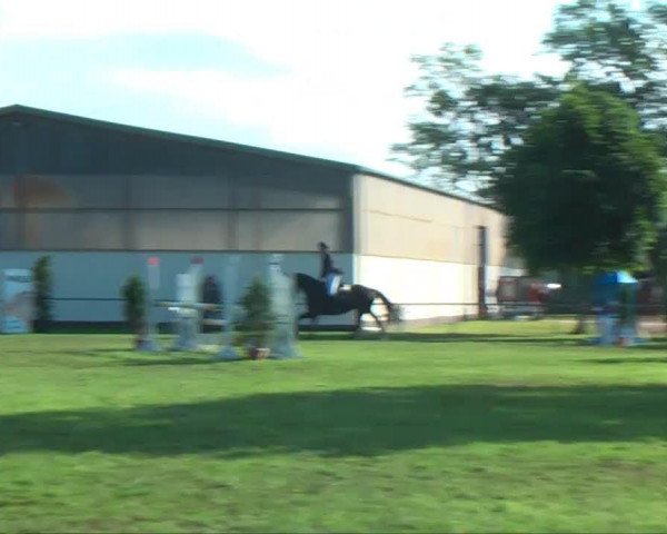 jumper Cori 4 (Hanoverian, 2000, from Carismo II 123 FIN)
