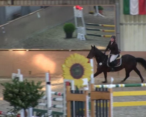 jumper Priceless 4 (Westphalian, 2000, from Potsdam)