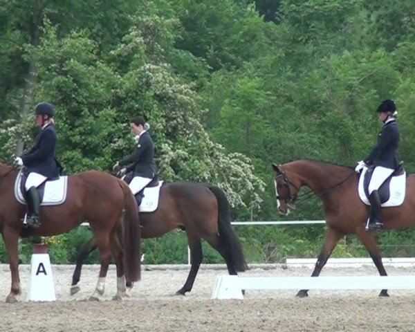 horse Quel Shima (Oldenburg, 2000, from Quattro B)