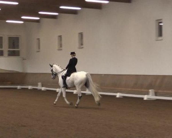 dressage horse Copernicus Contador (Holsteiner, 2005, from Contender)