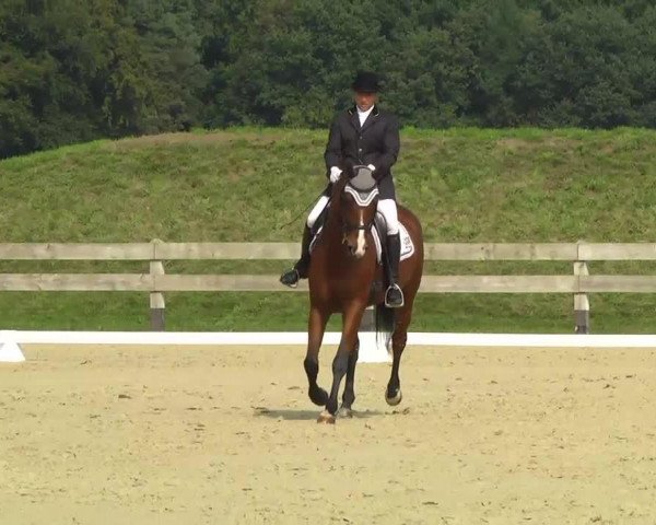 dressage horse William 288 (Hanoverian, 2003, from Worldly I)