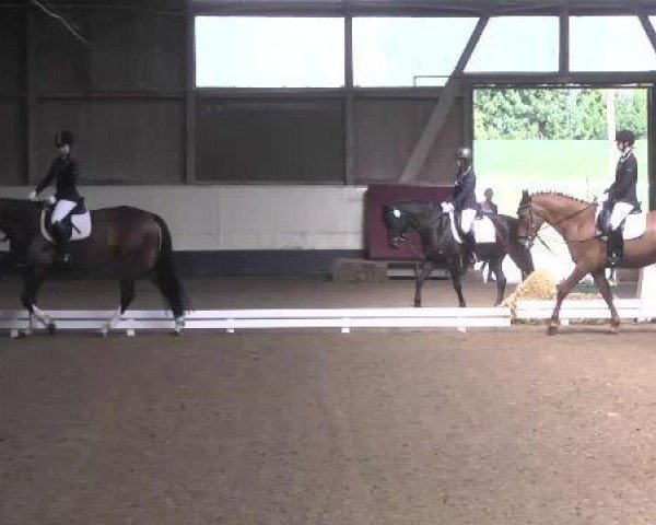 broodmare Blondi (Hanoverian, 1970, from Bleep xx)