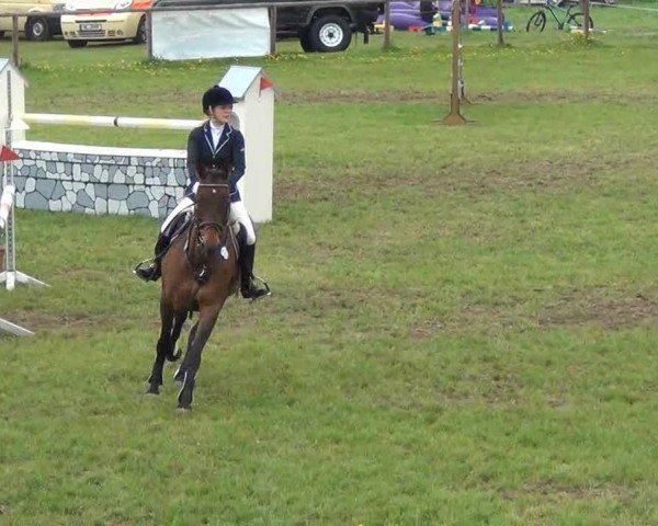broodmare Marlo's Melody (Holsteiner, 1998, from Marlo)