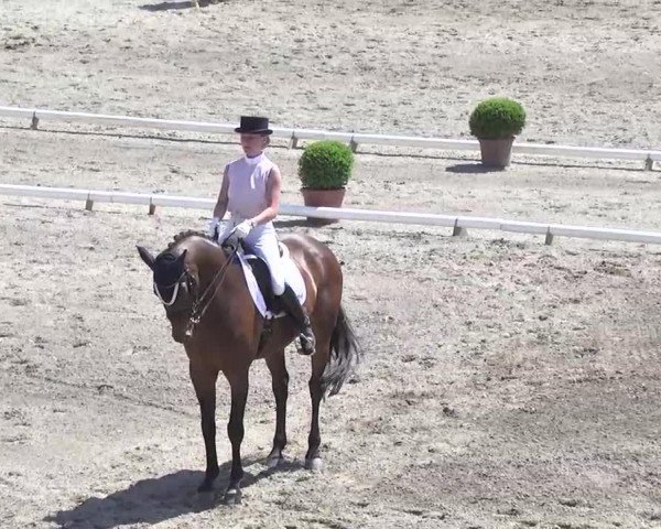 dressage horse Azeem 3 (Bavarian, 1995, from Alex xx)