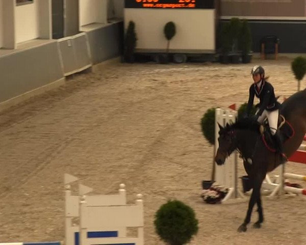 jumper Come Back 17 (Holsteiner, 1997, from Caribo GL)
