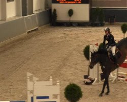 jumper Come Back 17 (Holsteiner, 1997, from Caribo GL)