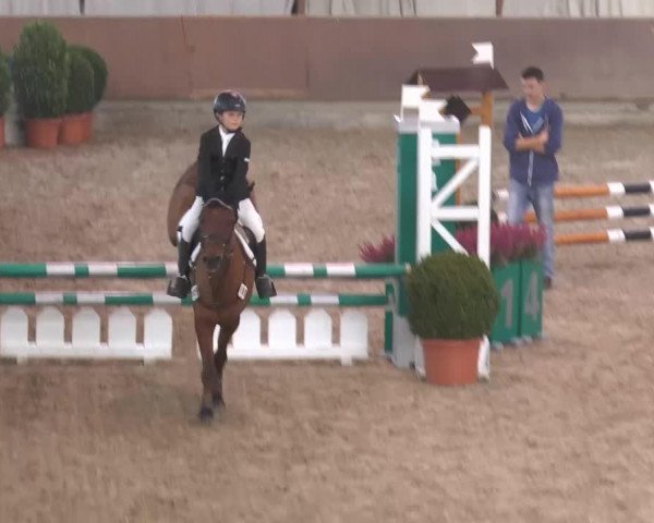 jumper Mephistoveles (German Riding Pony, 1994, from Mentos) jumper Mephistoveles (German Riding Pony, 1994, from Mentos)