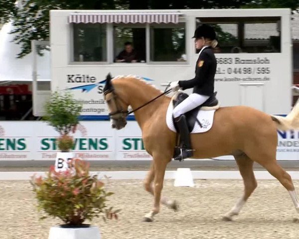 dressage horse Golden Gentlemann (German Riding Pony, 2001, from Golden Dancer)