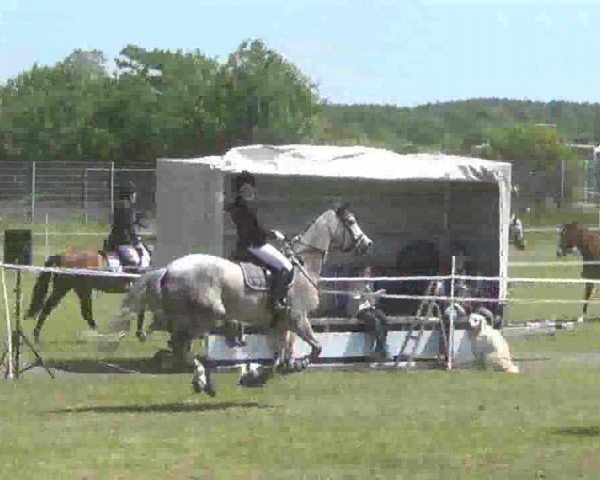jumper Romanze 352 (Holsteiner, 2001, from Alasca)