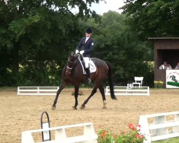 dressage horse Cyriak (German Riding Pony, 1996, from FS Cocky Dundee)