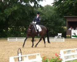 Dressurpferd Cyriak (Deutsches Reitpony, 1996, von FS Cocky Dundee)