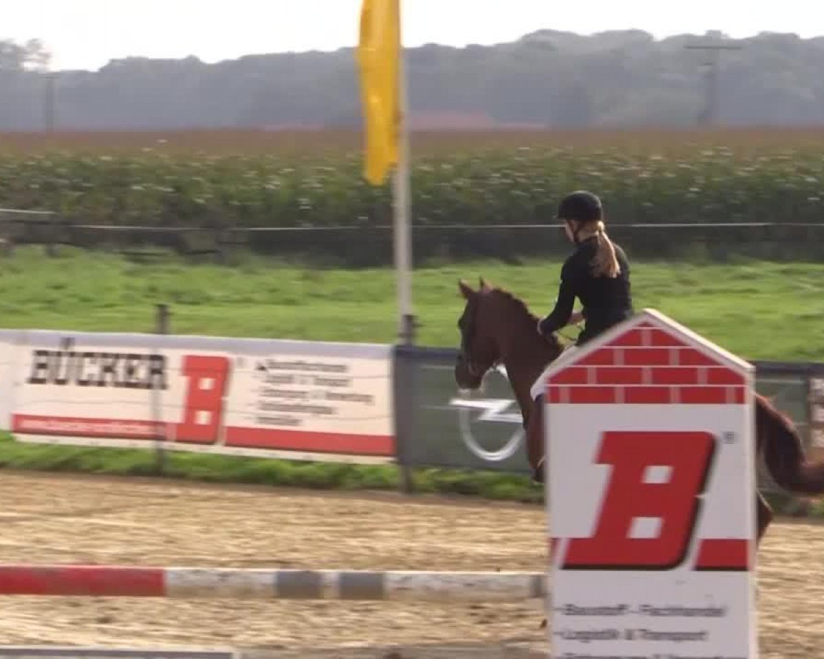 Caballo de salto Come On (Westfaliano, 2007, de Camirez L)
