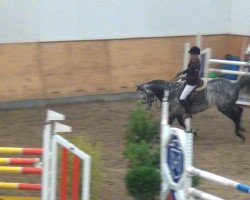 Springpferd Crispy 9 (Hannoveraner, 2002, von Contendro I)