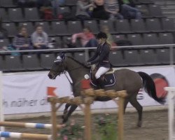 jumper Ashanty 15 (German Warmblood, 1998, from Aquarell)