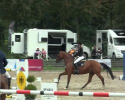 Springpferd Argentinus Son H 2 (Rheinländer, 2006, von Argentinus)