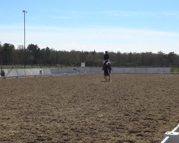 Reitturnier Bremervörde/Reitsportzentrum 2021