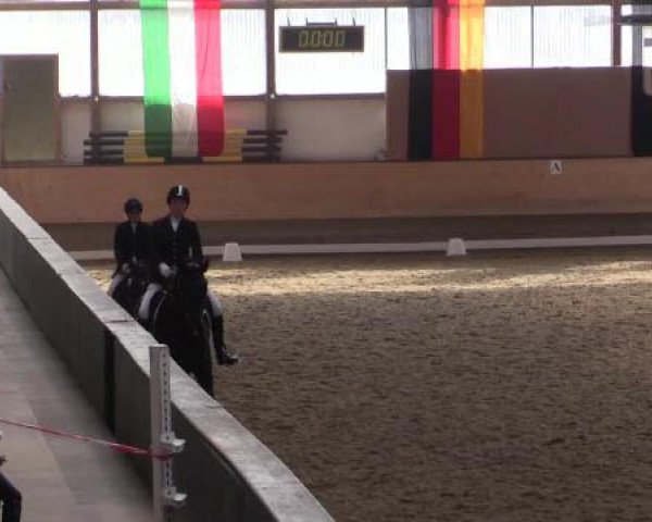 dressage horse Volnona (Westphalian, 1998, from Valento)