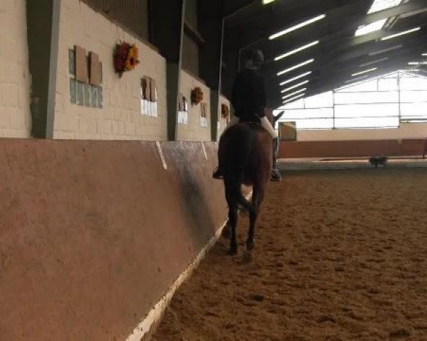Dressurpferd Golden Gambit (Hannoveraner, 2000, von Golden Deister)