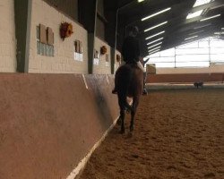 Dressurpferd Golden Gambit (Hannoveraner, 2000, von Golden Deister)