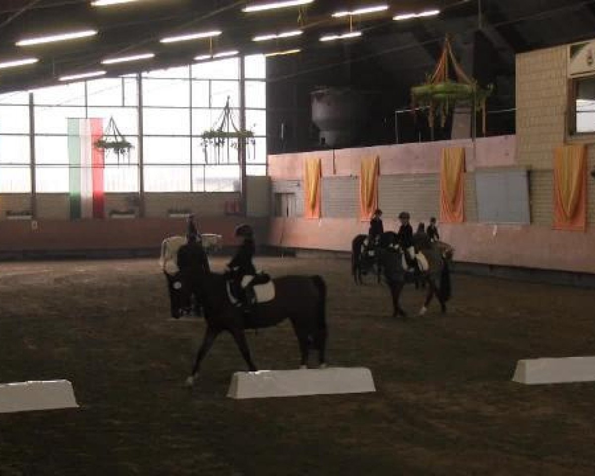 dressage horse Nico (1,57% ox) (Edelbluthaflinger, 2000, from Nathian (3,125% ox))