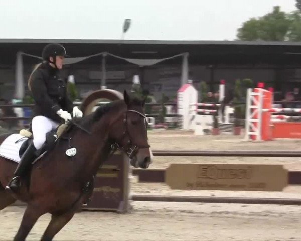 Springpferd Lorenda (KWPN (Niederländisches Warmblut), 1998, von Lancer II) Springpferd Lorenda (KWPN (Niederländisches Warmblut), 1998, von Lancer II)