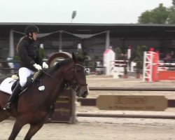 jumper Lorenda (KWPN (Royal Dutch Sporthorse), 1998, from Lancer II)