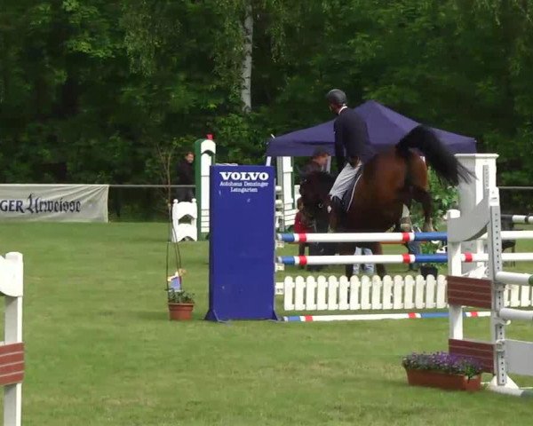 jumper Ocelot du Maine (Selle Français, 2002, from Ryon d'Anzex AA)