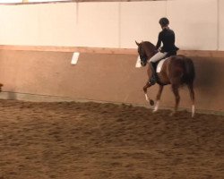 dressage horse Sir Winston 26 (Welsh, 2003, from Leuns Veld's Lord)