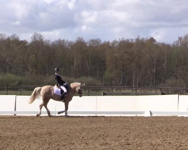 Reitturnier Bremervörde/Reitsportzentrum 2021