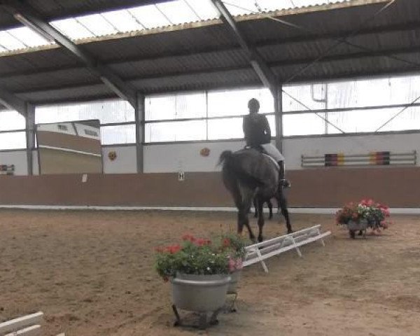 jumper Diego 364 (Westphalian, 2005, from Don Primero)