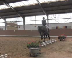 jumper Diego 364 (Westphalian, 2005, from Don Primero)