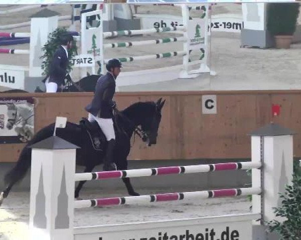 broodmare Schweizer Hof's Mafia (Bavarian, 2005, from Da Lisco)