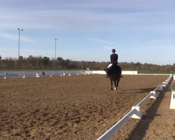 Reitturnier Bremervörde/Reitsportzentrum 2021