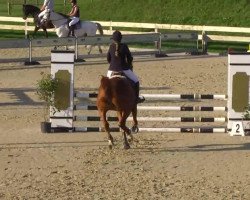 jumper Quirelli (Oldenburg show jumper, 2007, from Quidam de Revel)