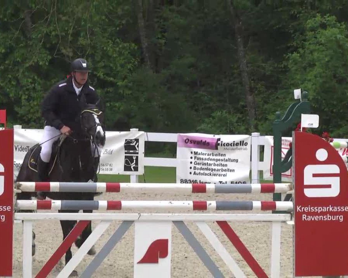 Springpferd Baloubinho (Bayer, 2007, von Balou du Rouet)