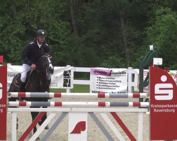Springpferd Baloubinho (Bayer, 2007, von Balou du Rouet) Springpferd Baloubinho (Bayer, 2007, von Balou du Rouet)