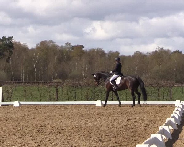 Reitturnier Bremervörde/Reitsportzentrum 2021
