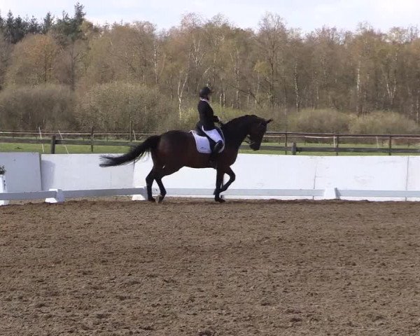 Reitturnier Bremervörde/Reitsportzentrum 2021