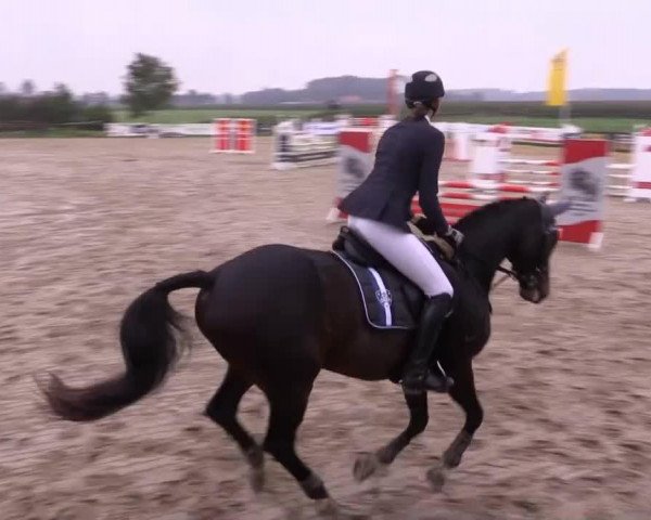 dressage horse Don de Cri 2 (Westphalian, 2002, from Danny de Vito 2)