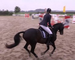 dressage horse Don de Cri 2 (Westphalian, 2002, from Danny de Vito 2)