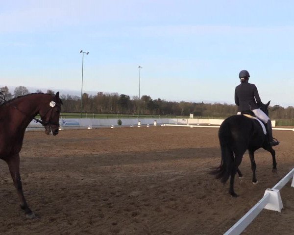 Reitturnier Bremervörde/Reitsportzentrum 2021