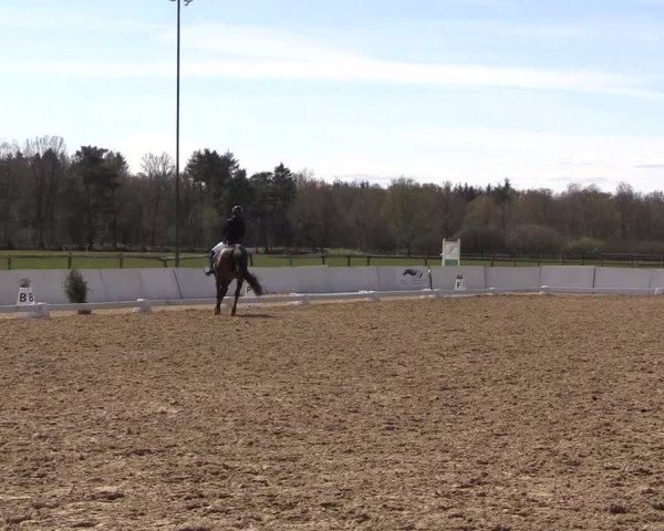 Reitturnier Bremervörde/Reitsportzentrum 2021