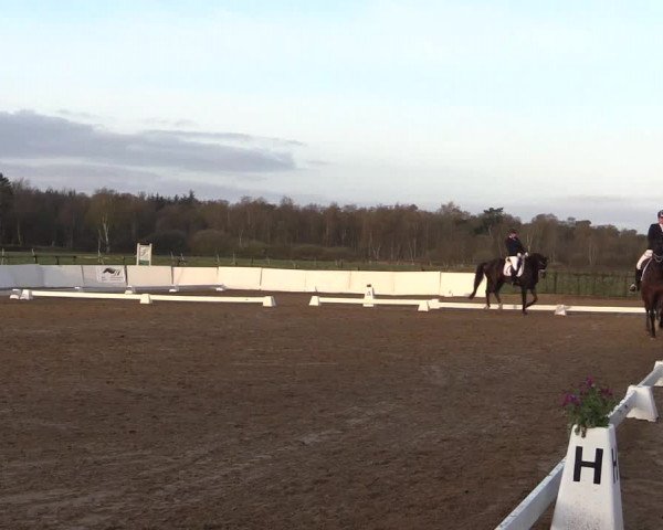 Reitturnier Bremervörde/Reitsportzentrum 2021